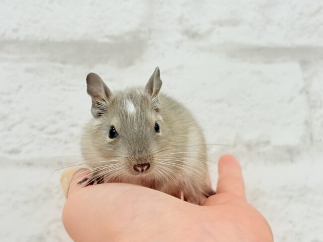 デグー