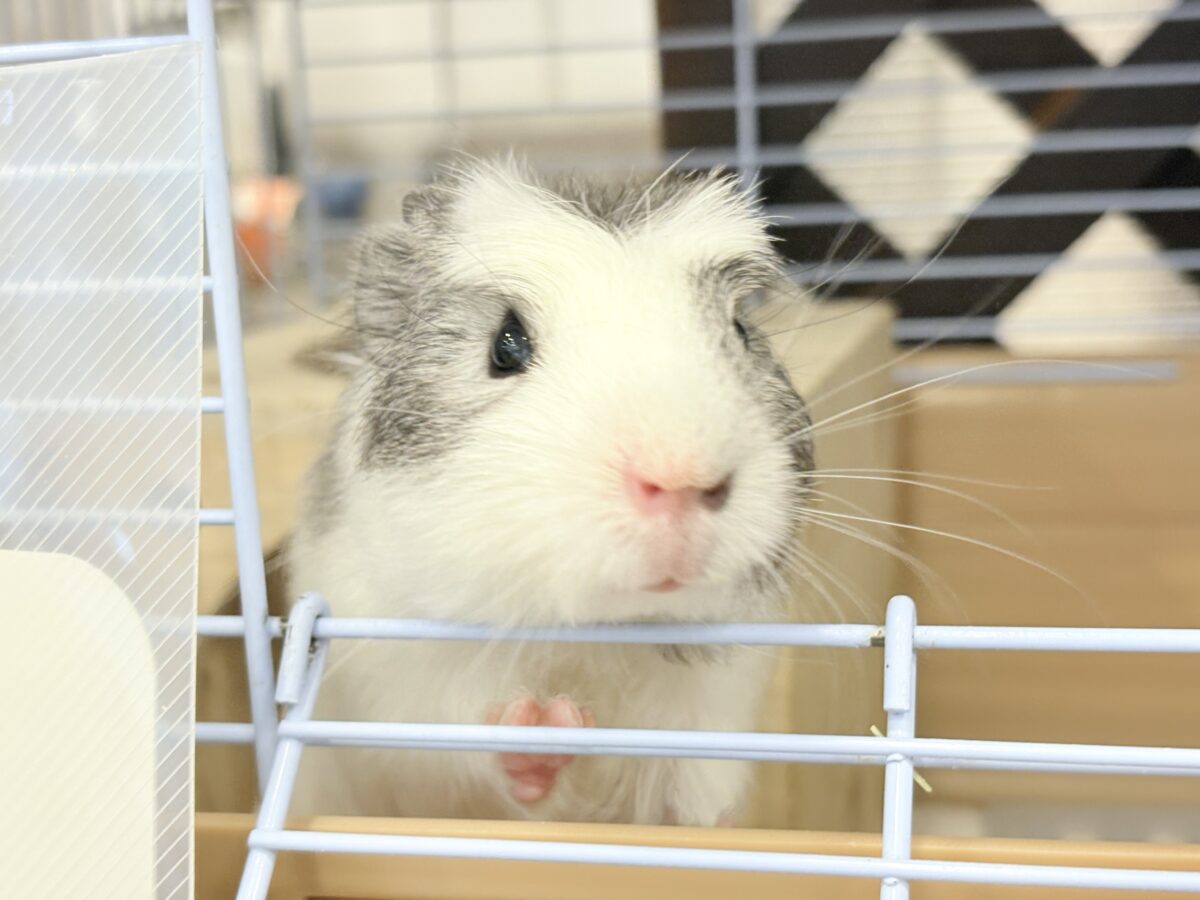 【最新画像更新🪄】僕にはかっこいい王冠があるんだ🐹👑✨クレステッドモルモット(男の子) クレステッドモルモット