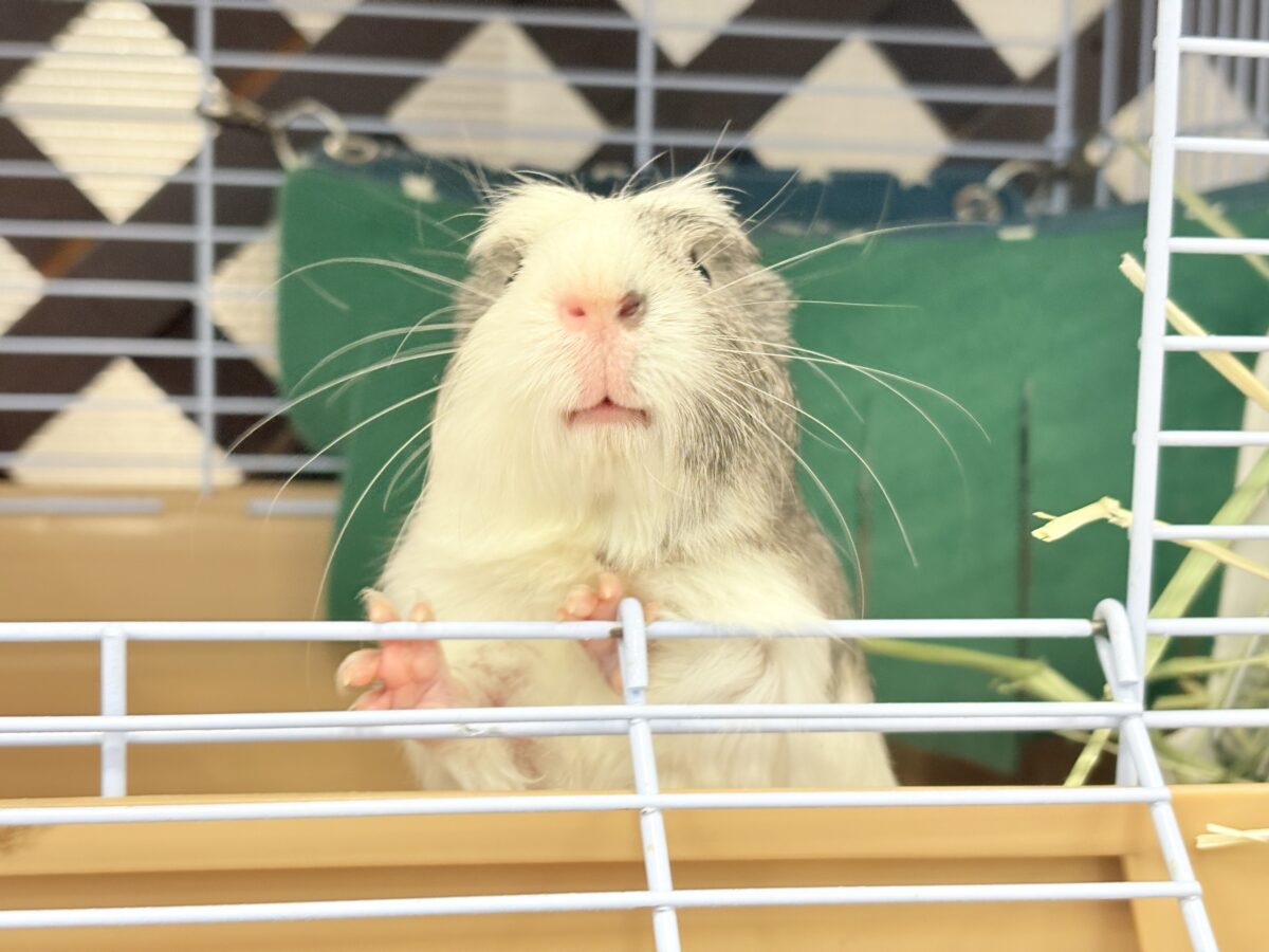 【最新画像更新🪄】僕にはかっこいい王冠があるんだ🐹👑✨クレステッドモルモット(男の子) クレステッドモルモット