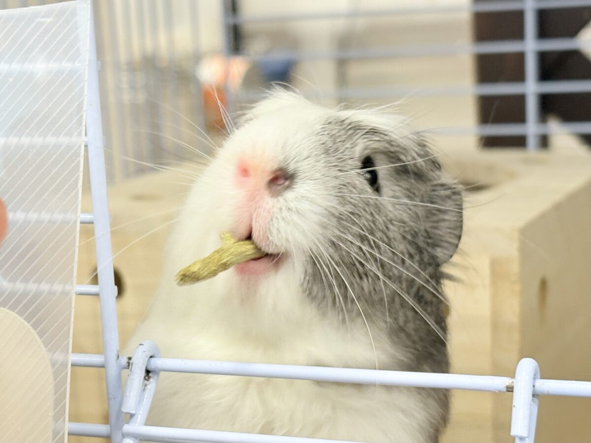 【最新画像更新🪄】僕にはかっこいい王冠があるんだ🐹👑✨クレステッドモルモット(男の子) クレステッドモルモット