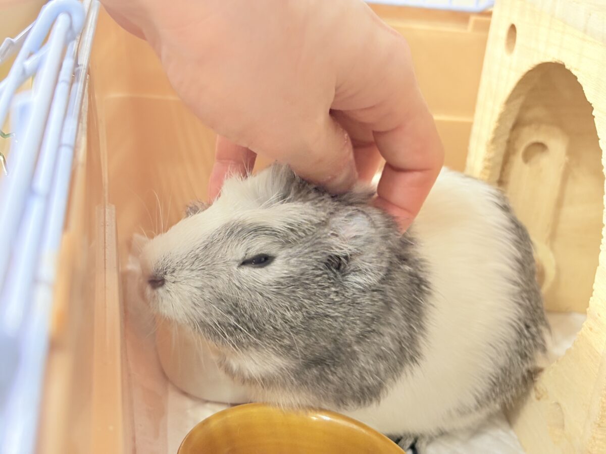 【最新画像更新🪄】僕にはかっこいい王冠があるんだ🐹👑✨クレステッドモルモット(男の子) クレステッドモルモット