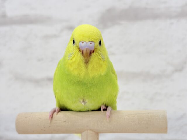 【最新画像・動画更新🪄】キラキラおめめに映る世界🐣🌎💫セキセイインコ(スパングル) ヒナ セキセイインコ