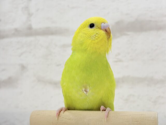 【最新画像・動画更新🪄】キラキラおめめに映る世界🐣🌎💫セキセイインコ(スパングル) ヒナ セキセイインコ