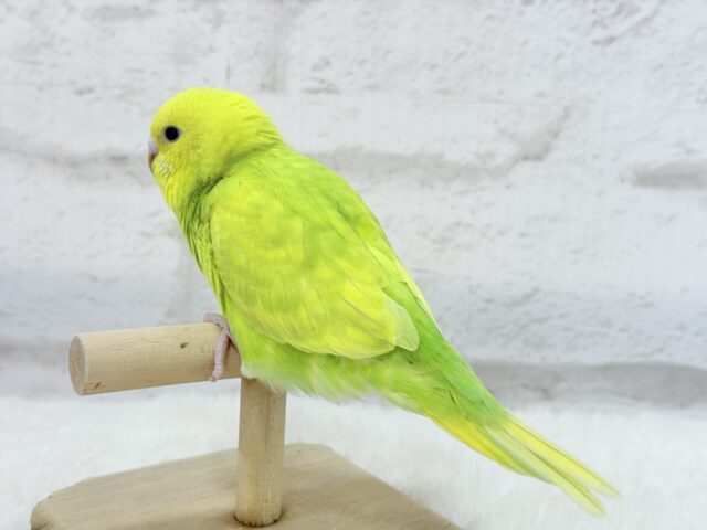 【最新画像・動画更新🪄】キラキラおめめに映る世界🐣🌎💫セキセイインコ(スパングル) ヒナ セキセイインコ