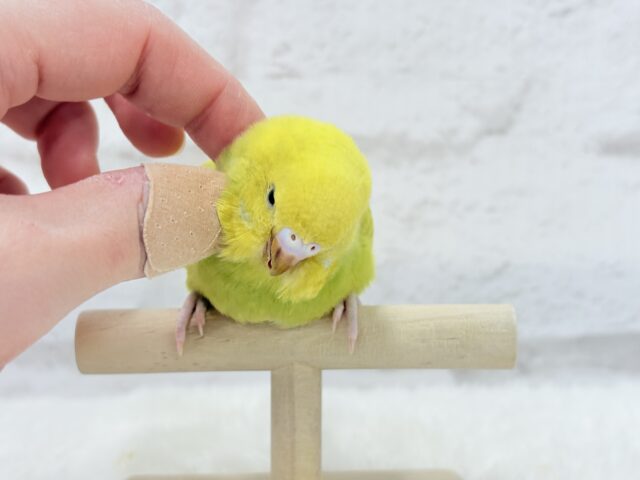 【最新画像・動画更新🪄】キラキラおめめに映る世界🐣🌎💫セキセイインコ(スパングル) ヒナ セキセイインコ