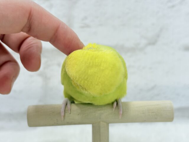 【最新画像・動画更新🪄】キラキラおめめに映る世界🐣🌎💫セキセイインコ(スパングル) ヒナ セキセイインコ