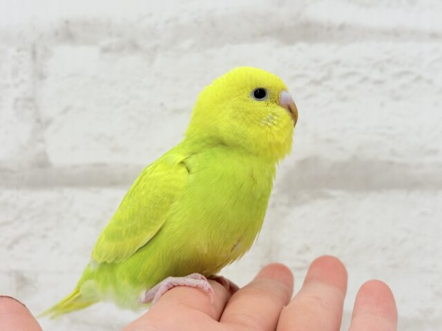 【最新画像・動画更新🪄】キラキラおめめに映る世界🐣🌎💫セキセイインコ(スパングル) ヒナ セキセイインコ