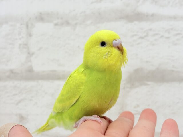 【最新画像・動画更新🪄】キラキラおめめに映る世界🐣🌎💫セキセイインコ(スパングル) ヒナ セキセイインコ