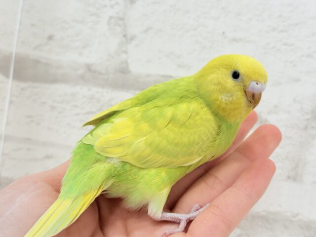 【最新画像・動画更新🪄】キラキラおめめに映る世界🐣🌎💫セキセイインコ(スパングル) ヒナ セキセイインコ