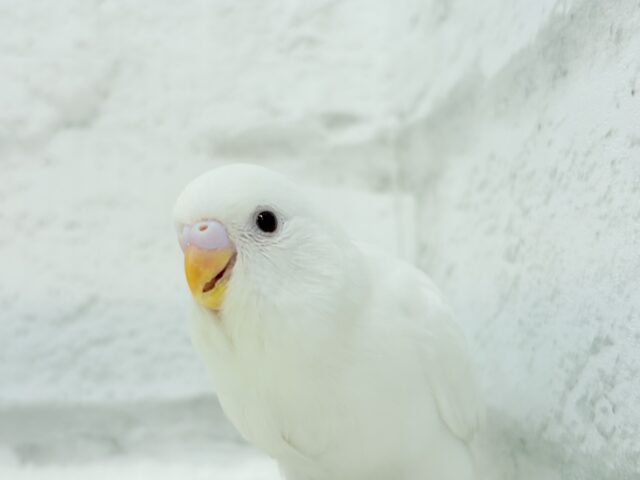 【最新画像・動画更新🪄】ホワイトペンギンちゃん🐧🤍セキセイインコ(アルビノ) ヒナ セキセイインコ