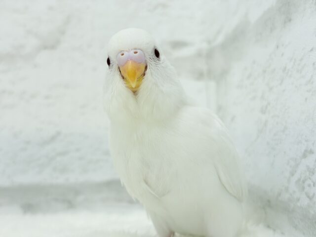【最新画像・動画更新🪄】ホワイトペンギンちゃん🐧🤍セキセイインコ(アルビノ) ヒナ セキセイインコ