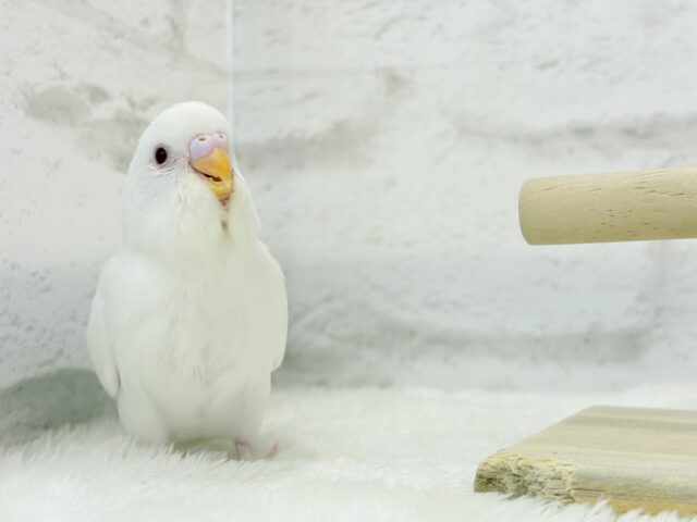 【最新画像・動画更新🪄】ホワイトペンギンちゃん🐧🤍セキセイインコ(アルビノ) ヒナ セキセイインコ
