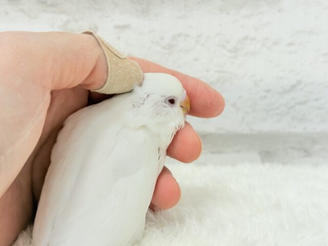 【最新画像・動画更新🪄】ホワイトペンギンちゃん🐧🤍セキセイインコ(アルビノ) ヒナ セキセイインコ