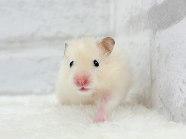 ふんわり柔らか🐹🍨🫧サテンハムスター(クリーム) 女の子 ゴールデンハムスター