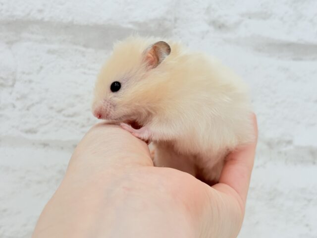 ふんわり柔らか🐹🍨🫧サテンハムスター(クリーム) 女の子 ゴールデンハムスター