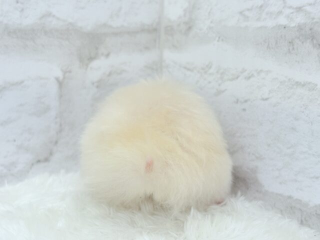 ふんわり柔らか🐹🍨🫧サテンハムスター(クリーム) 女の子 ゴールデンハムスター