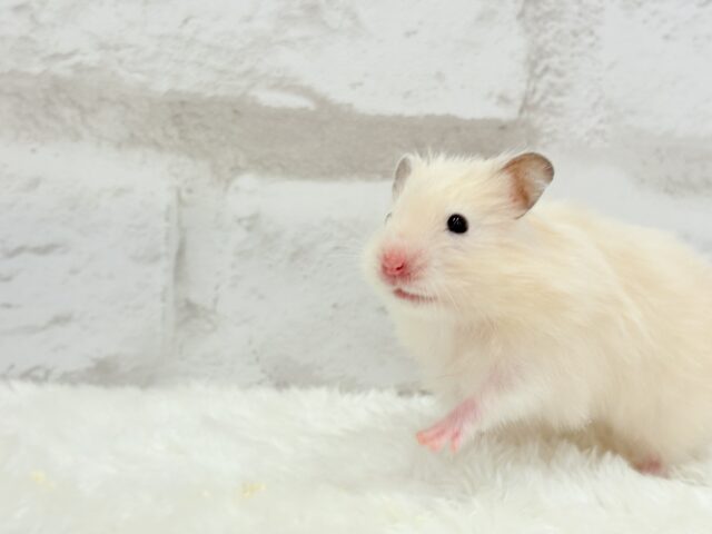 ふんわり柔らか🐹🍨🫧サテンハムスター(クリーム) 女の子 ゴールデンハムスター