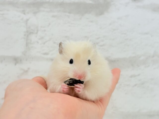 ふんわり柔らか🐹🍨🫧サテンハムスター(クリーム) 女の子 ゴールデンハムスター