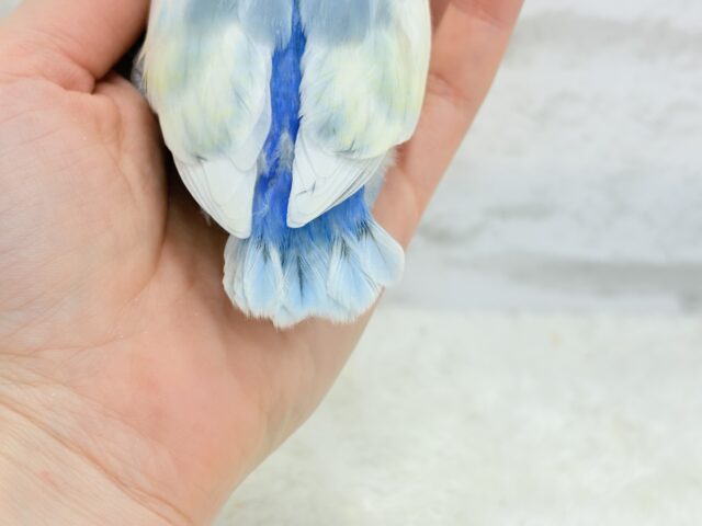 【最新画像更新🪄】真っ白でふんわりクリーミー🐣🧁💛コザクラインコ(ブルーオパーリンパイド) ヒナ コザクラインコ(小桜インコ)