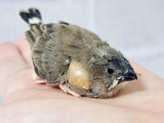 キンカチョウ ヒナ (。・ө・。)🪶 錦花鳥(キンカチョウ)