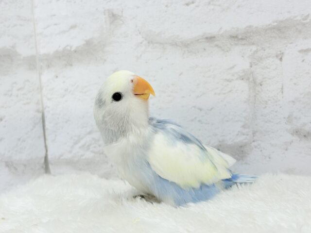 【最新画像更新🪄】真っ白でふんわりクリーミー🐣🧁💛コザクラインコ(ブルーオパーリンパイド) ヒナ コザクラインコ(小桜インコ)
