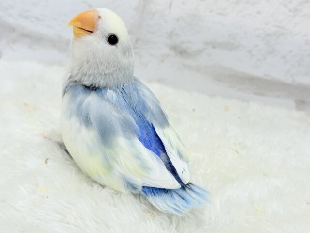 【最新画像更新🪄】真っ白でふんわりクリーミー🐣🧁💛コザクラインコ(ブルーオパーリンパイド) ヒナ コザクラインコ(小桜インコ)