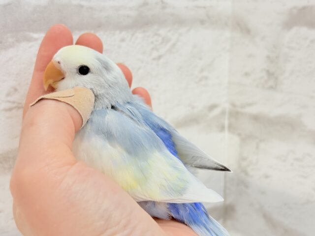 【最新画像更新🪄】真っ白でふんわりクリーミー🐣🧁💛コザクラインコ(ブルーオパーリンパイド) ヒナ コザクラインコ(小桜インコ)
