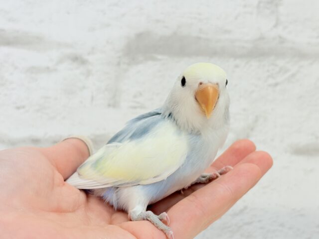 【最新画像更新🪄】真っ白でふんわりクリーミー🐣🧁💛コザクラインコ(ブルーオパーリンパイド) ヒナ コザクラインコ(小桜インコ)