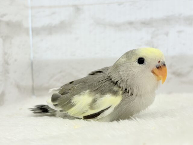 【最新画像更新🪄】美しのきゅるるんeye🐣🫧コザクラインコ(モーブパイド) ヒナ コザクラインコ(小桜インコ)