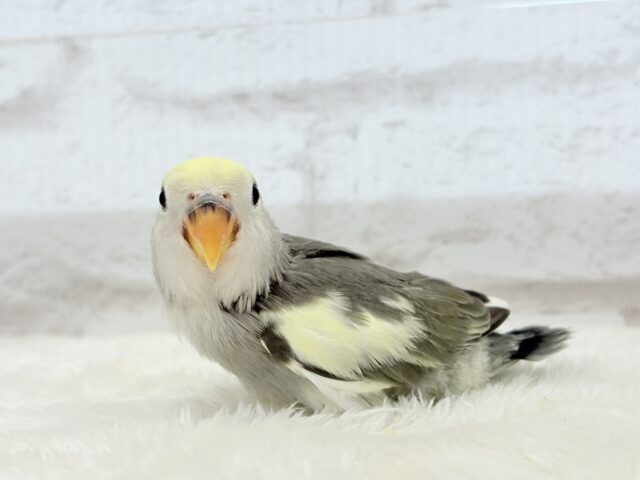 【最新画像更新🪄】美しのきゅるるんeye🐣🫧コザクラインコ(モーブパイド) ヒナ コザクラインコ(小桜インコ)