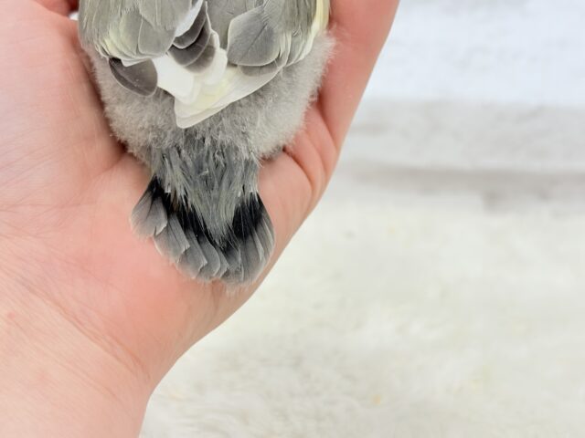 【最新画像更新🪄】美しのきゅるるんeye🐣🫧コザクラインコ(モーブパイド) ヒナ コザクラインコ(小桜インコ)