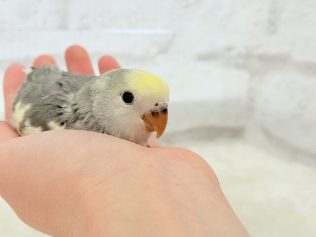 【最新画像更新🪄】美しのきゅるるんeye🐣🫧コザクラインコ(モーブパイド) ヒナ コザクラインコ(小桜インコ)
