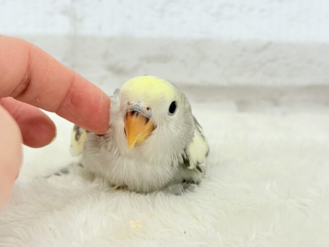 【最新画像更新🪄】美しのきゅるるんeye🐣🫧コザクラインコ(モーブパイド) ヒナ コザクラインコ(小桜インコ)