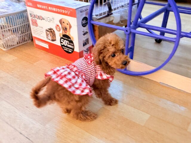 真っ直ぐな瞳でロックオン💗人懐っこい愛嬌たっぷりな❣️トイプードルの女のコきました〜🌟 トイプードル