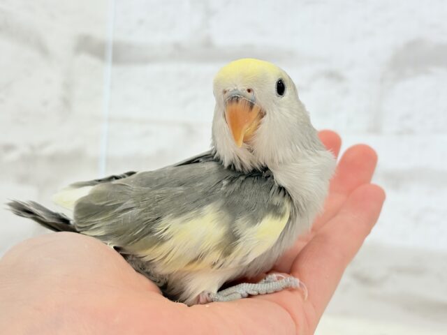 【最新画像更新🪄】美しのきゅるるんeye🐣🫧コザクラインコ(モーブパイド) ヒナ コザクラインコ(小桜インコ)
