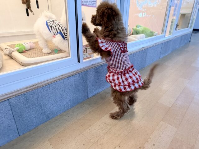 真っ直ぐな瞳でロックオン💗人懐っこい愛嬌たっぷりな❣️トイプードルの女のコきました〜🌟 トイプードル