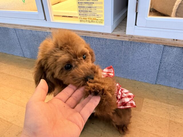 真っ直ぐな瞳でロックオン💗人懐っこい愛嬌たっぷりな❣️トイプードルの女のコきました〜🌟 トイプードル