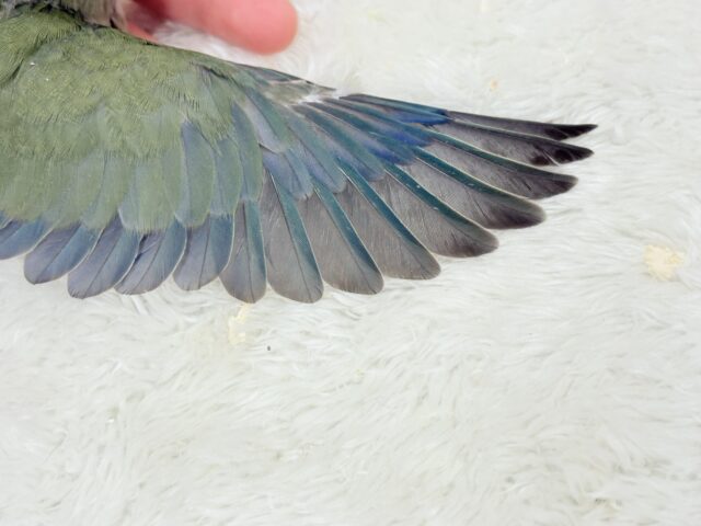 【最新画像更新🪄】これぞ定番☆ラブバード🐣💖コザクラインコ(ノーマル) ヒナ コザクラインコ(小桜インコ)