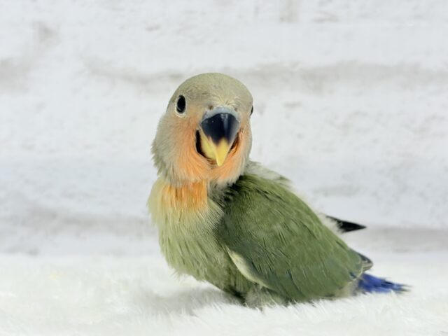 【最新画像更新🪄】これぞ定番☆ラブバード🐣💖コザクラインコ(ノーマル) ヒナ コザクラインコ(小桜インコ)
