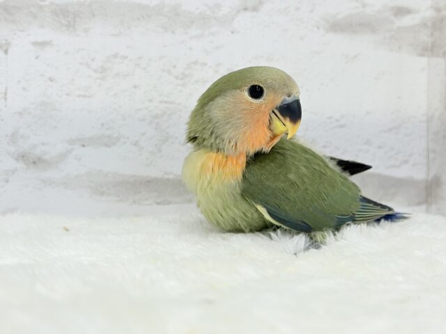 【最新画像更新🪄】これぞ定番☆ラブバード🐣💖コザクラインコ(ノーマル) ヒナ コザクラインコ(小桜インコ)