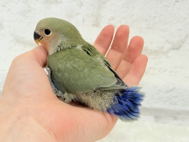 【最新画像更新🪄】これぞ定番☆ラブバード🐣💖コザクラインコ(ノーマル) ヒナ コザクラインコ(小桜インコ)