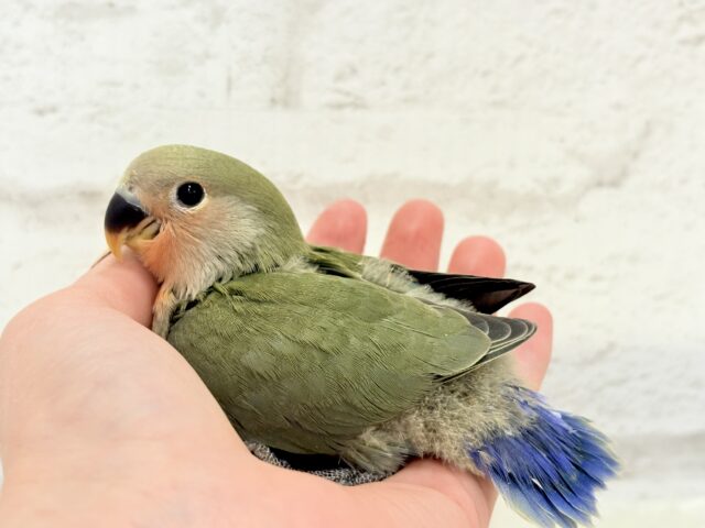 【最新画像更新🪄】これぞ定番☆ラブバード🐣💖コザクラインコ(ノーマル) ヒナ コザクラインコ(小桜インコ)