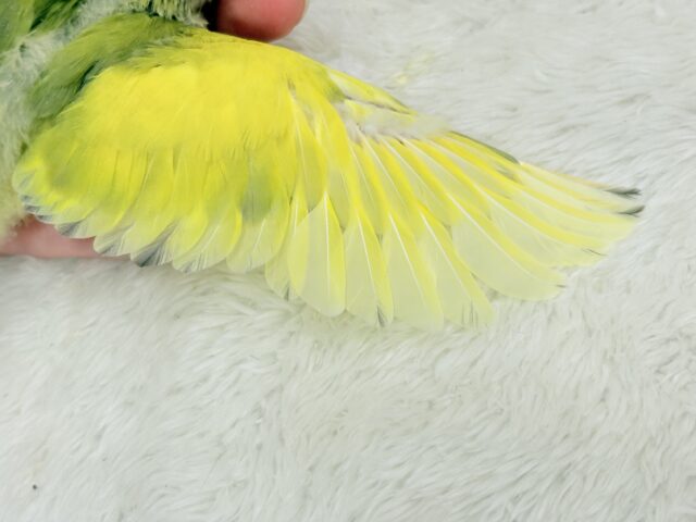 【最新画像更新🪄もうすぐひとり餌☆】フレッシュ🍋ビタミン🍊ブーケット💐コザクラインコ(タイガーチェリー) ヒナ コザクラインコ(小桜インコ)