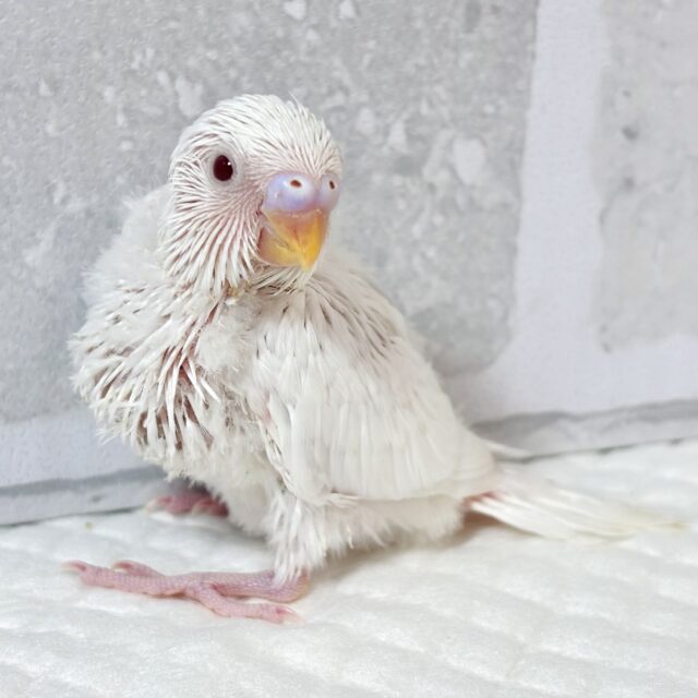 春の訪れを感じる中セキセイインコちゃんず2羽来てくれましたよ〜❀.*゚🌸 セキセイインコ
