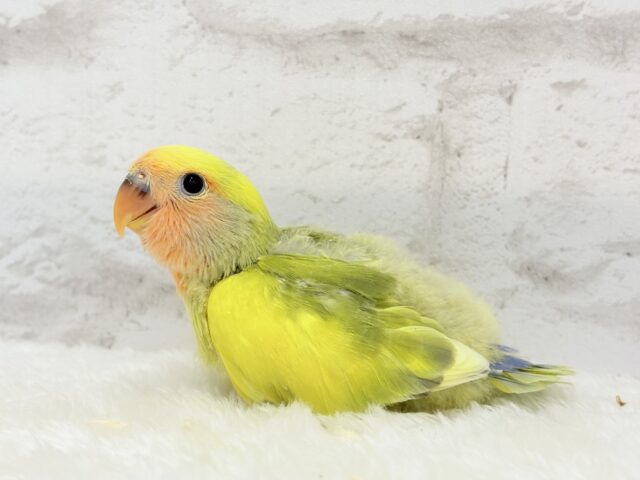 【最新画像更新🪄もうすぐひとり餌☆】フレッシュ🍋ビタミン🍊ブーケット💐コザクラインコ(タイガーチェリー) ヒナ コザクラインコ(小桜インコ)