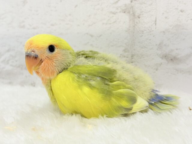 【最新画像更新🪄もうすぐひとり餌☆】フレッシュ🍋ビタミン🍊ブーケット💐コザクラインコ(タイガーチェリー) ヒナ コザクラインコ(小桜インコ)