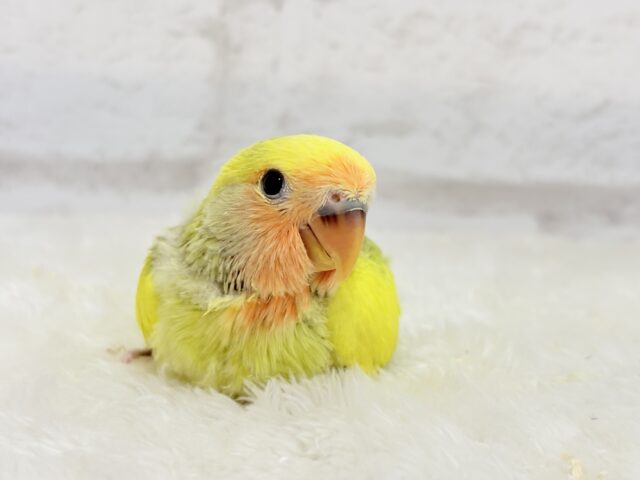 【最新画像更新🪄もうすぐひとり餌☆】フレッシュ🍋ビタミン🍊ブーケット💐コザクラインコ(タイガーチェリー) ヒナ コザクラインコ(小桜インコ)