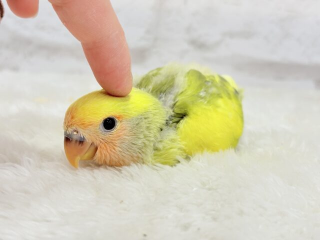 【最新画像更新🪄もうすぐひとり餌☆】フレッシュ🍋ビタミン🍊ブーケット💐コザクラインコ(タイガーチェリー) ヒナ コザクラインコ(小桜インコ)