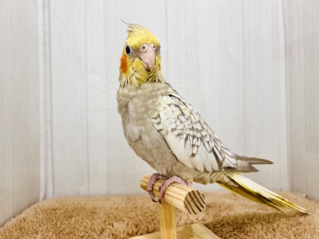 最新画像更新✨ムキッと♡パールたっぷりなオカメインコ(シナモンパール) オカメインコ