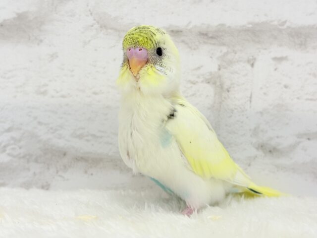 【最新画像更新🪄】好奇心旺盛アイドル🐣🪅セキセイインコ(クリームハルクイン) ヒナ セキセイインコ